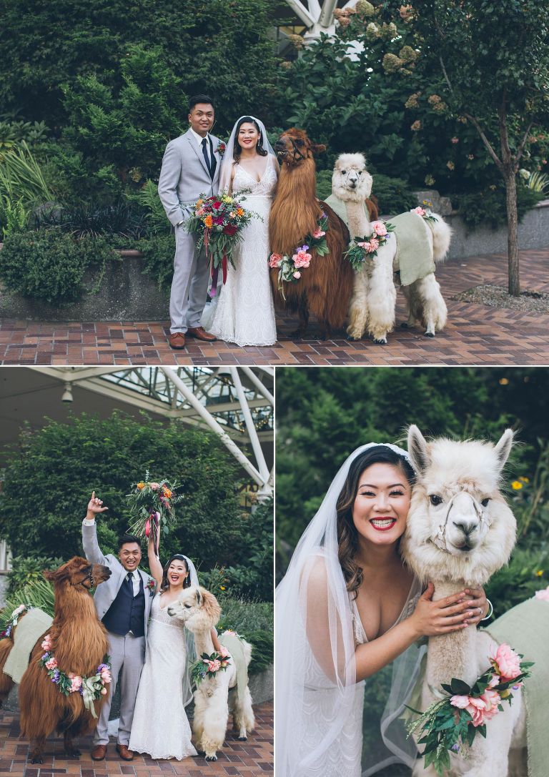 wedding llamas photos with bride and groom in portland oregon